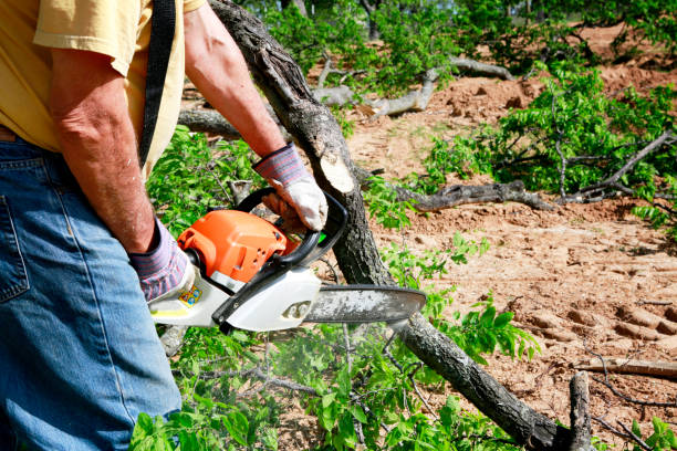 The Steps Involved in Our Tree Care Process in Jefferson, MD